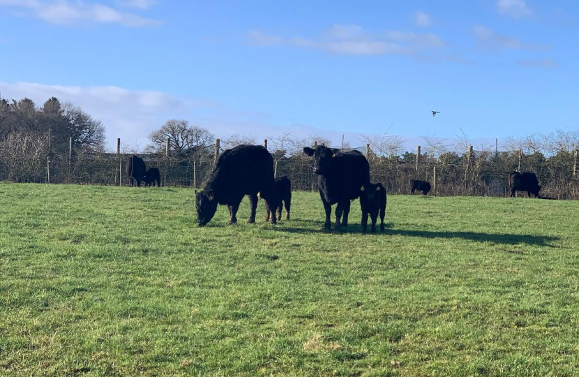 Cows on Surrey AONB