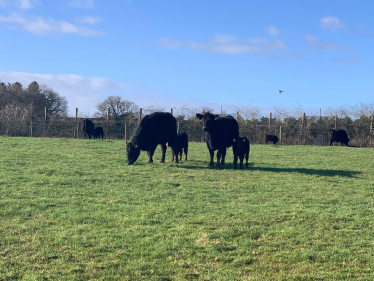 Cows on Surrey AONB